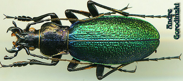 http://www.gorodinski.ru/carabus/Megodontus stroganowi tiedemanni.jpg